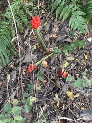 Arum maculatum, photograph author not stated, no rights reserved