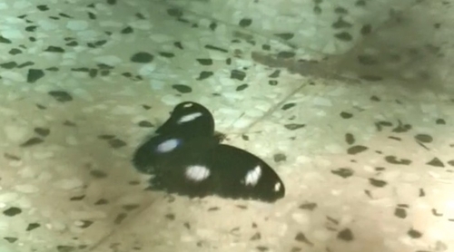 Great Eggfly