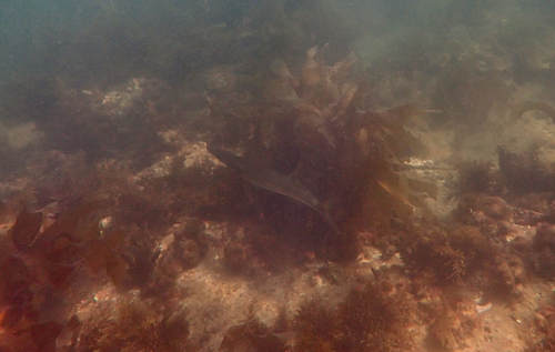 Sphyraena novaehollandiae observed 2026-09-23
