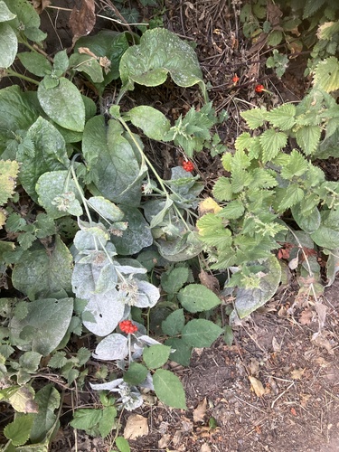 Arum maculatum