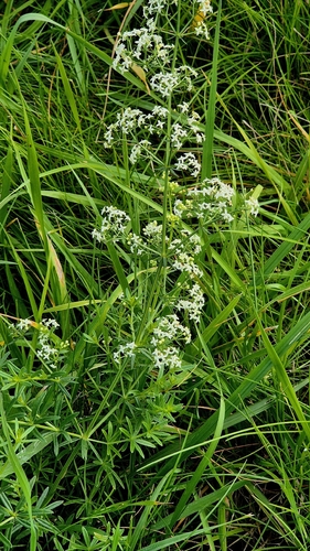 Galium mollugo