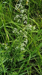 Galium mollugo