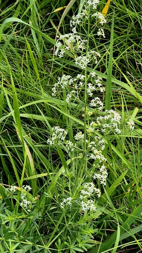 Galium mollugo, photograph 2