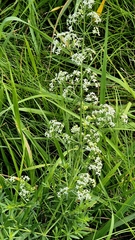 Galium mollugo, photograph (c) Анна Митрошенкова, some rights reserved (CC BY)