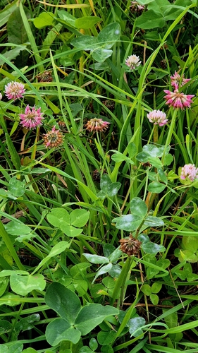 Trifolium hybridum, photograph 3
