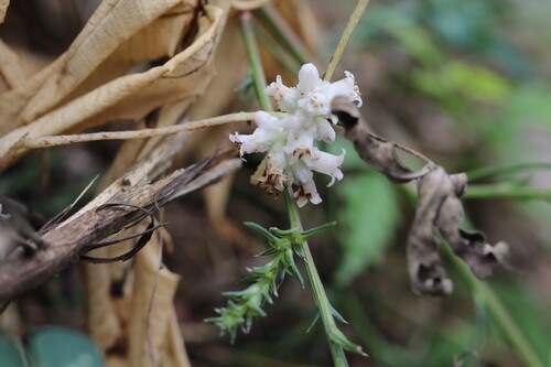 Cuscuta japonica, 2026-09-25