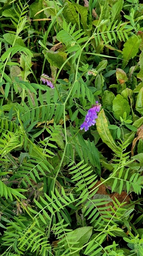 Vicia cracca, photograph 5