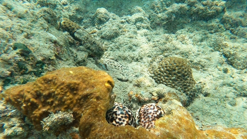 Tiger Cowrie