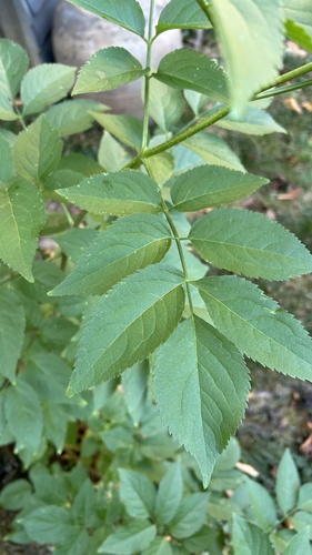 European black elderberry