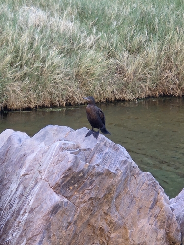 Little Black Cormorant
