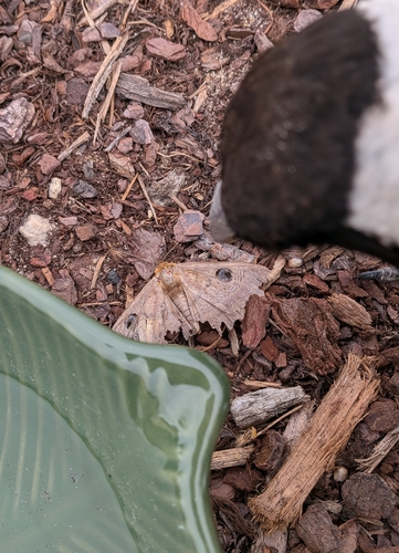 Southern Moon Moth