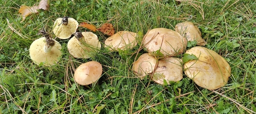 Dotted-stalked Suillus