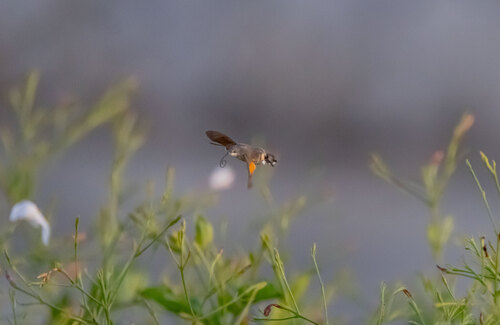 Eurasian Hummingbird Hawkmoth