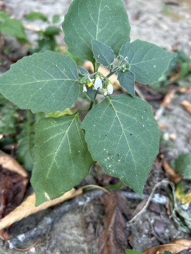 black nightshade