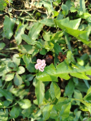 Convolvulus arvensis, photograph 2