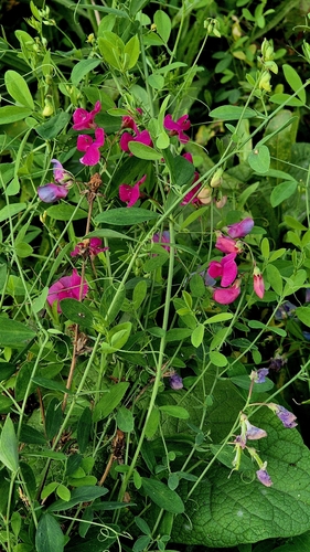Lathyrus tuberosus