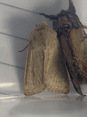 Orthosia gracilis