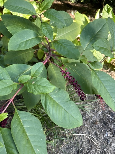 American pokeweed