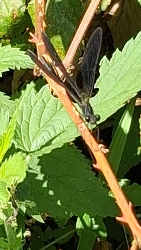 Copper Demoiselle
