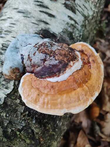 Red-banded Polypore