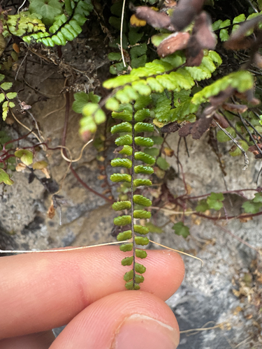 maidenhair spleenwort