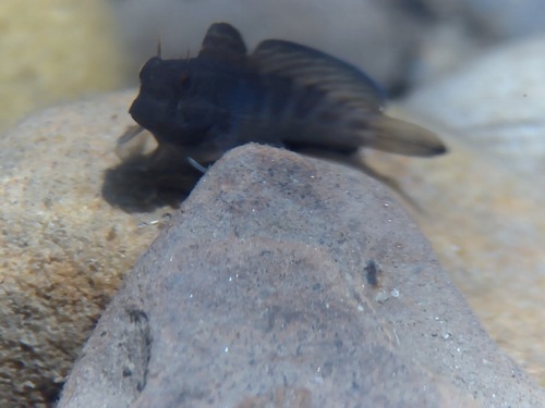 Istiblennius edentulus observed 2026-09-26
