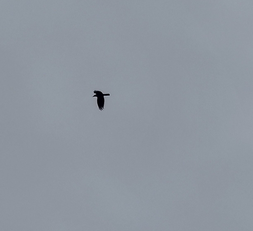 Large-billed Crow