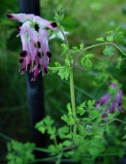 Fumaria purpurea