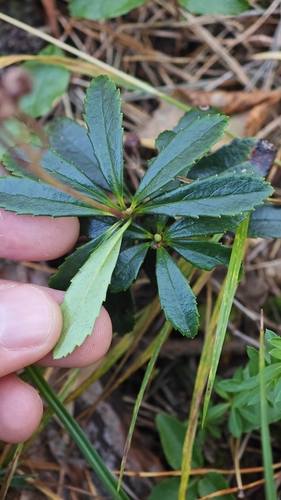 Chimaphila umbellata, photograph 4