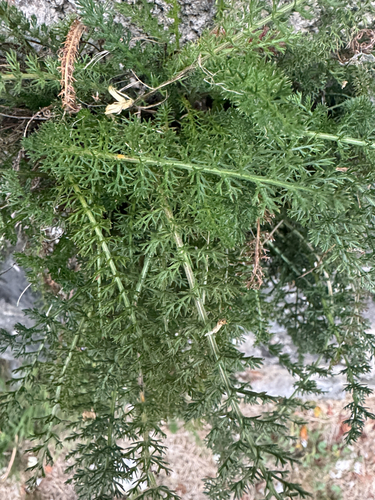 common yarrow