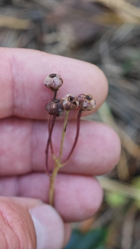 Chimaphila umbellata, photograph 5