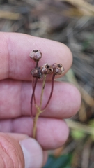 Chimaphila umbellata, photograph (c) relew, some rights reserved (CC BY)