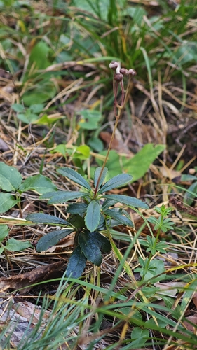 Chimaphila umbellata, photograph 6