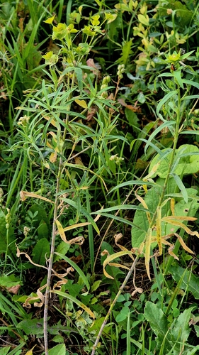 Euphorbia virgata, photograph 5