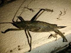Dasyscelus normalis
