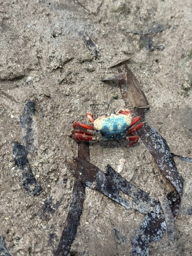 Gelasimus tetragonon observed 2026-09-26