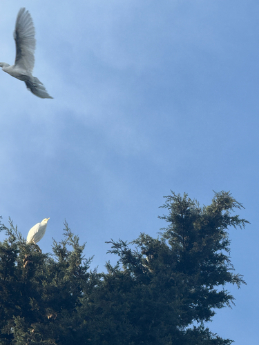 Western Cattle-Egret