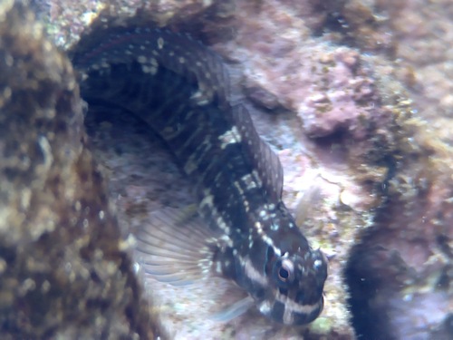 Istiblennius edentulus observed 2026-09-26