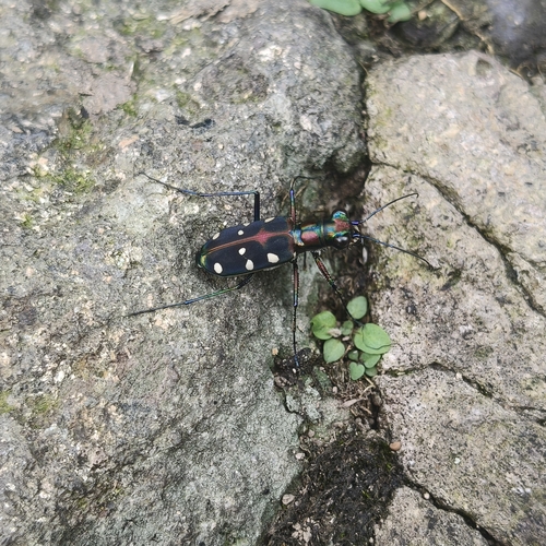Cosmodela separata