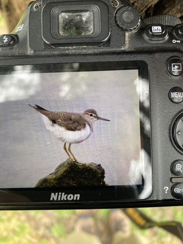 Common Sandpiper