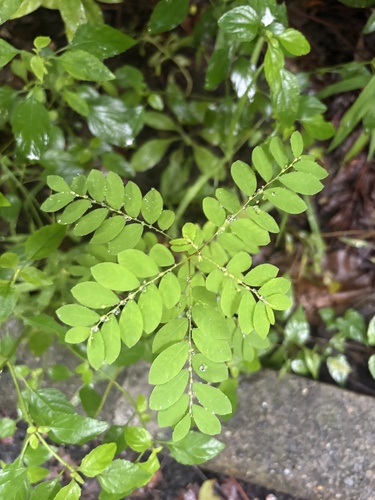 Phyllanthus tenellus