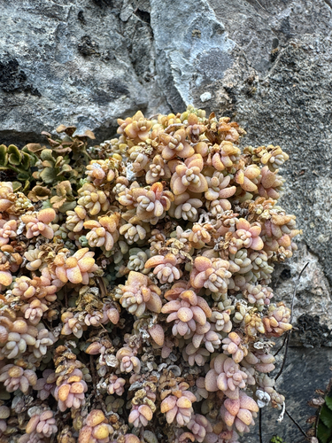 thick-leaved stonecrop