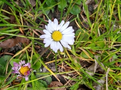 Bellis perennis
