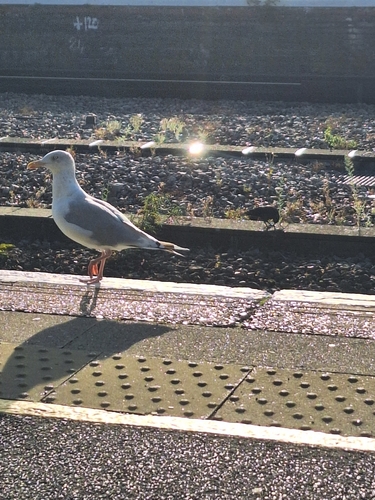 European Herring Gull
