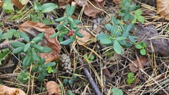 Vaccinium vitis-idaea, photograph (c) relew, some rights reserved (CC BY)