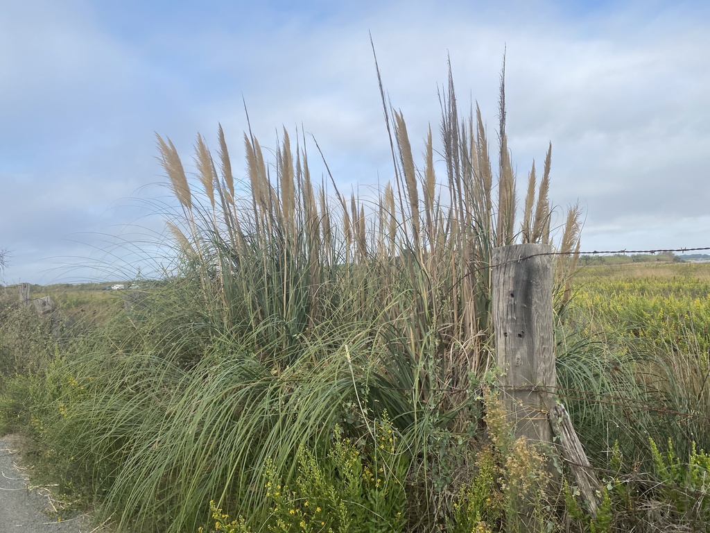 Cortaderia selloana; photograph (c) Léo Souillard, some rights reserved (CC BY)