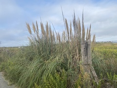 Cortaderia selloana