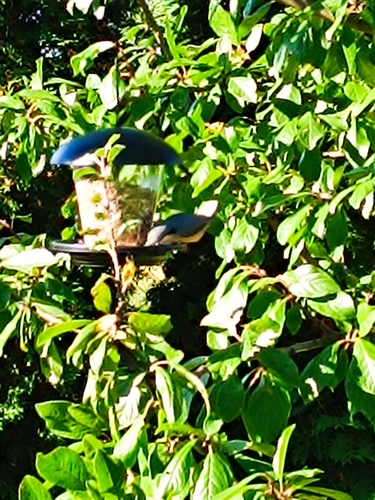 Eurasian Nuthatch