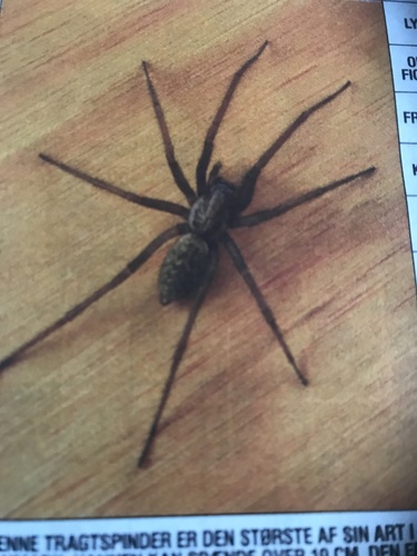 Giant House Spider