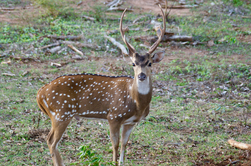 Sri Lankan Spotted Deer